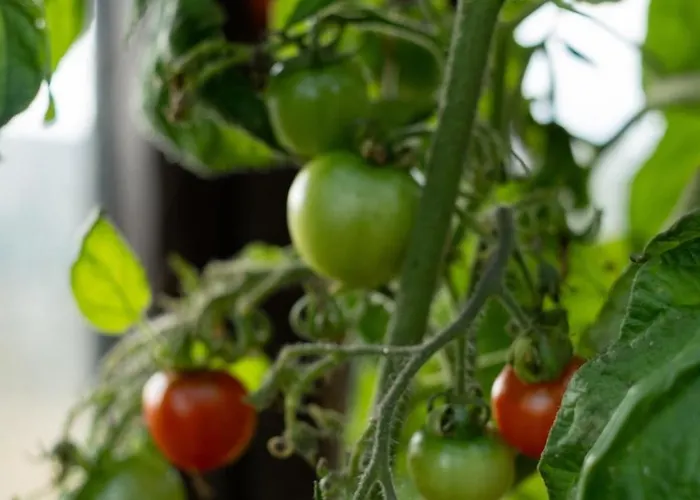 Polarhagen Vestvagoy