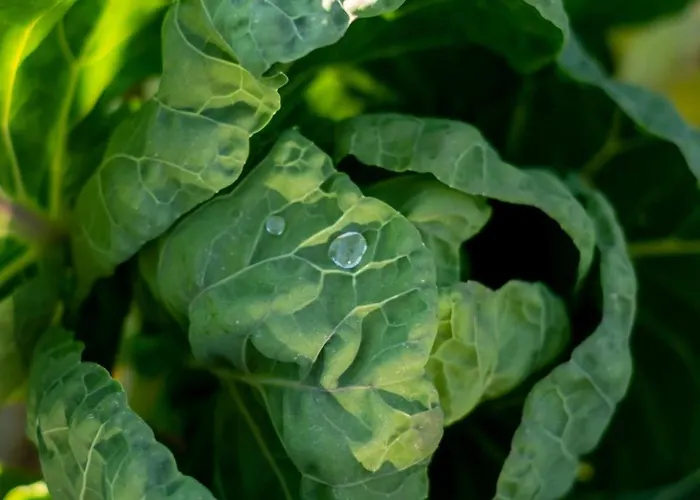 Polarhagen Lantgård *